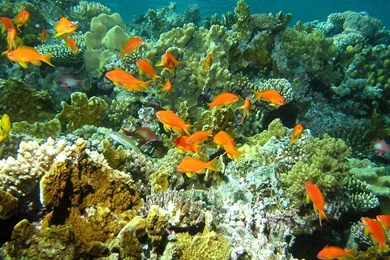 Marine Life   Sea Life Wallpapers (7591165)   Fanpop