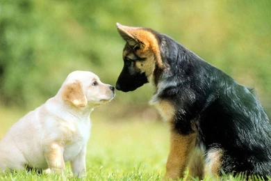 Cute Dog Wallpapers