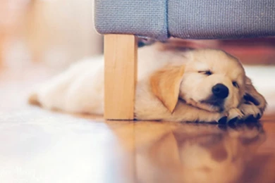 Cute Dog Wallpapers By PinkLoveEditions On DeviantArt