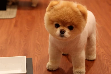 Download Cute Dog High Definition Wallpapers 1920x1080