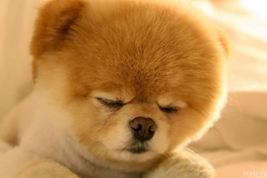 Cute Dog Christmas Wallpapers