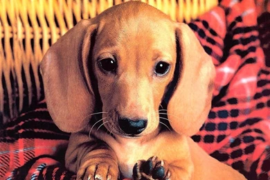 Cute Dog Wallpapers   Dogs Wallpapers (13936362)   Fanpop