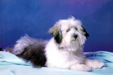 Cute Dog Wallpapers   Dogs Wallpapers (13936320)   Fanpop