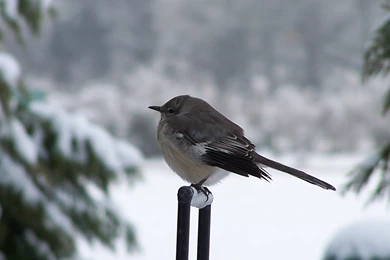 Winter Chickadee Bird HD Desktop Backgrounds Wallpapers 3938   HD ...