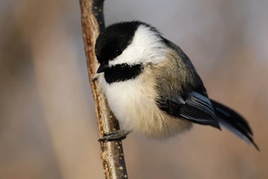 Suzanne Britton Nature Photography: Curious