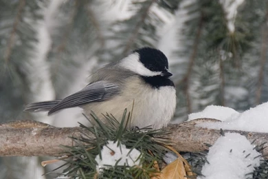 Winter Chickadee Bird Backgrounds Wallpapers 3896   HD Wallpapers Site