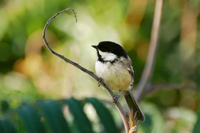 Suzanne Britton Nature Photography: Wherever You Find Yourself