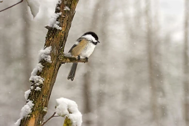 Winter Chickadee Bird Wallpapers HD Desktop 3935   HD Wallpapers Site
