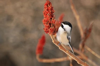 9763) Winter Chickadee Desktop Wallpapers   WalOps.com