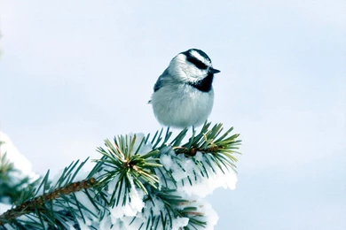 9835) Winter Chickadee Android Wallpapers   WalOps.com