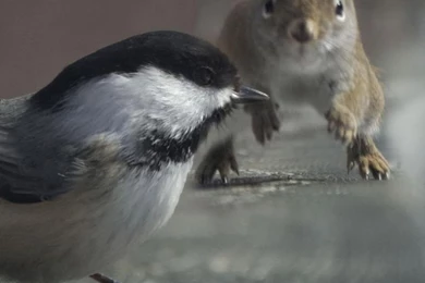 Samsung Galaxy Note 800x1280 Chickadee Wallpapers HD, Desktop ...