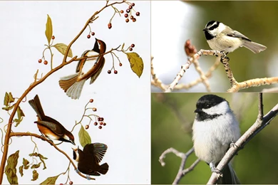 Beautiful Little Chickadee   (