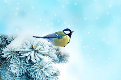 Bird Category   WalOps.com