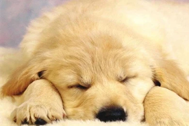 Cute Dog !   Dogs Wallpapers (13286628)   Fanpop