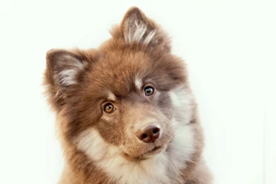 Pics Of Cute Dog Wallpapers