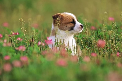 YouWall   Cute Dog In Grass Wallpapers   Wallpaper,wallpapers,free ...