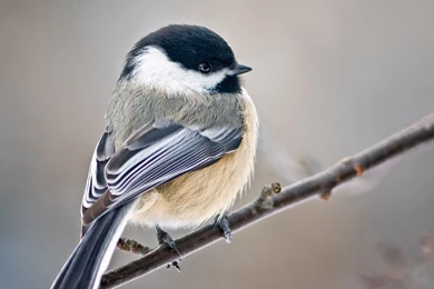 Blog Posts Archive   Page 3 Of 14   FeederWatch