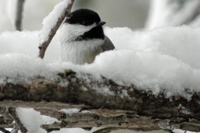 Chickadee With Snow By Canislupuscorax On DeviantArt