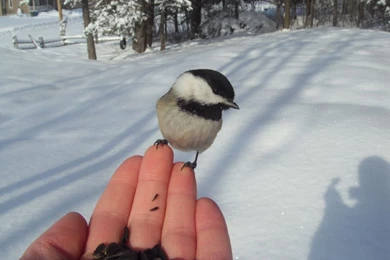 Black capped Chickadee Photo: A Bird In A Hand