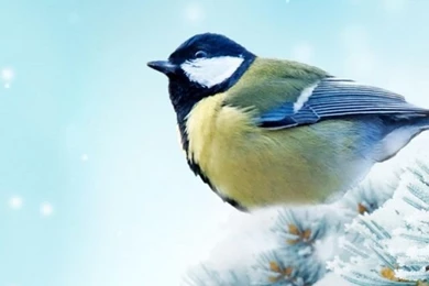 Download Wallpapers 640x1136 Bird, Chickadee, Spruce, Snow iPhone ...