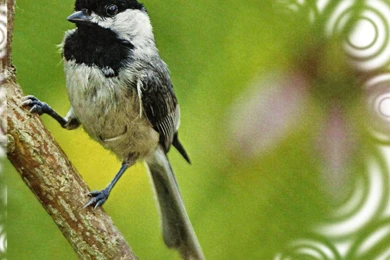 CHICKADEE WALLPAPER   (