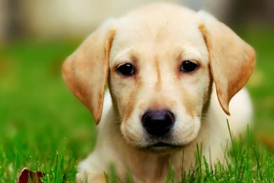 Cute Reflection Cat Wallpapers