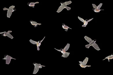 Bird Set   Blk Capd Chickadee 01 By Wolverine041269 On DeviantArt