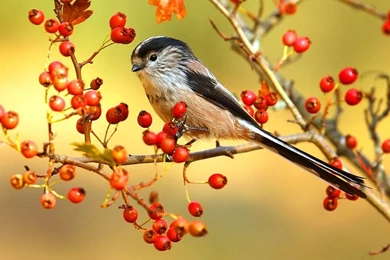 Birds Chickadee Morn Brown White Berries Branch Sunny Sky Black ...