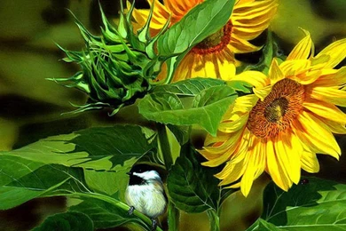 Chickadee On Sunflower   (