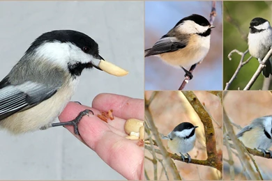 Birds Tiny Beautiful Chickadee Collage Beauty Nature Birds ...