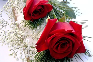 Valentine Roses Wallpapers: Beautiful By Free Download Best HD ...