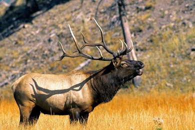 Yellowstone National Park   Wyoming 1.jpeg