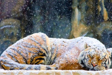 Cats: Tiger Covered Snow Painting Animals Art Paintings Winter ...