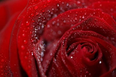 Valentine roses wallpapers backgrounds 8.jpg