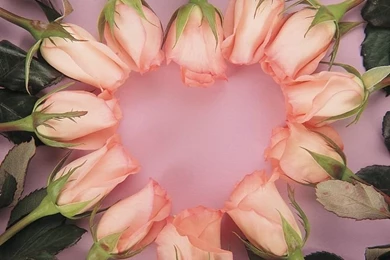 Heartshaped Pink Roses   Valentine's Day Rose Wallpapers 20 ...