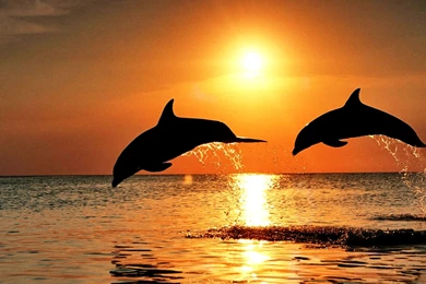 HD Wildlife Animal 2 Photos Of Free Downloadable HD Wildlife ...