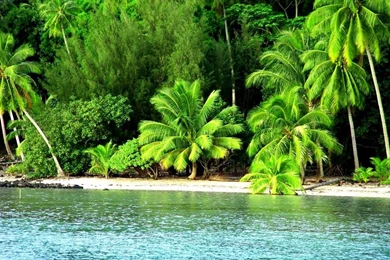 Free Wildlife Wallpapers   Wallpapers Cave