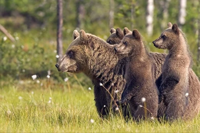 Best Ways To Capture Wildlife Photography