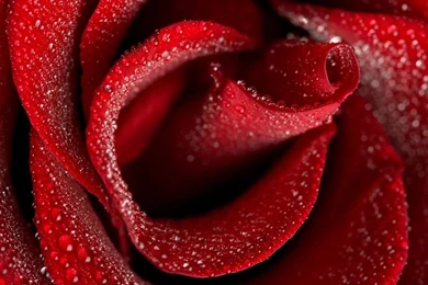 Rose Wallpapers, Red Rose Wallpapers, Roses, Pictures Of Rose, Red ...