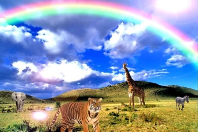 Wildlife Images Free