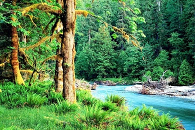 Free Wildlife Wallpapers Nature: Animal By Free Download Best HD ...