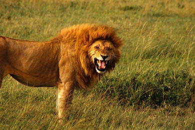 Lion Wallpapers HD Free Obtain   HD Images New