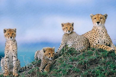 Free Cheetah Wallpapers   Wallpapers Cave