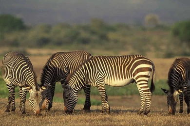 Free Wildlife Wallpapers Download