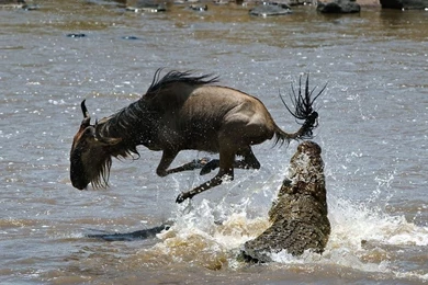 Wild Animals Wallpapers