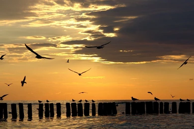 HD Wildlife Animal 3 Photos Of Free Downloadable HD Wildlife ...