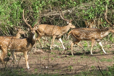 Indian Wildlife