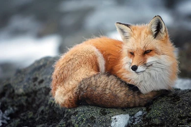 Free wildlife photography wallpapers.jpg