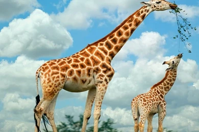 British Wildlife Wallpapers 8 Free Wallpapers   Hdnaturewall.com