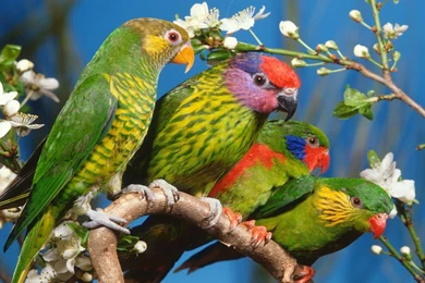 Wildlife Fun HD Wallpapers 013